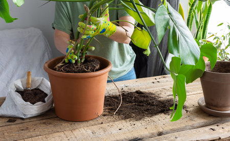 Woman replanting a homemade Monstera flower into a large clay pot, a wooden table with flowers near the windowの写真素材