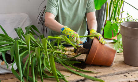 A woman replanting a homemade Yucca flower into a large clay pot, a wooden table with flowers near the windowの写真素材