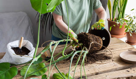 Woman replanting a homemade Monstera flower into a large clay pot, a wooden table with flowers near the windowの写真素材