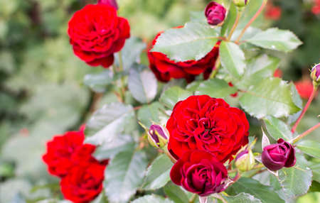 Beautiful bush of red roses in the garden in late summer close upの写真素材
