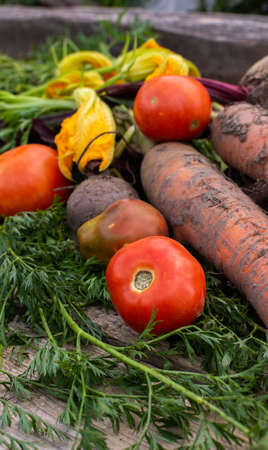 Fresh organic vegetables from the garden close-up on a wooden background, beetroot and carrot with tops and pumpkin flowers and red tomatoesの写真素材