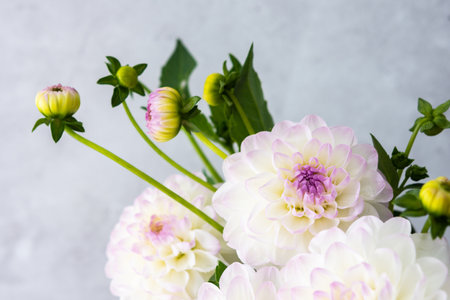 Beautiful autumn bouquet of spherical dahlias close-up on a gray wall backgroundの写真素材