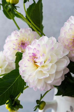 Beautiful autumn bouquet of spherical dahlias in a vase against a background of a gray wallの写真素材