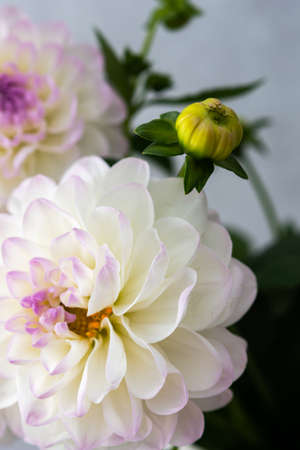 Beautiful autumn bouquet of spherical dahlias close-up on a gray wall backgroundの写真素材