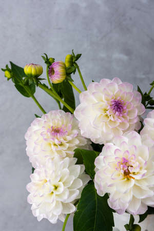 Beautiful autumn bouquet of spherical dahlias close-up on a gray wall backgroundの写真素材