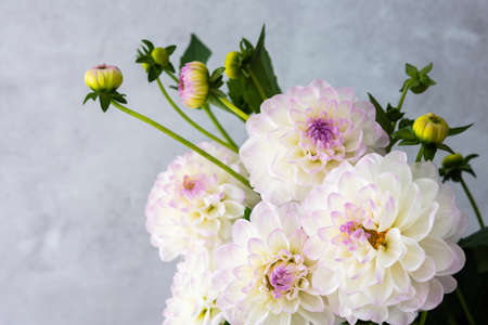 Beautiful autumn bouquet of spherical dahlias close-up on a gray wall backgroundの写真素材