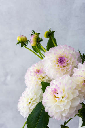 Beautiful autumn bouquet of spherical dahlias in a vase against a background of a gray wallの写真素材