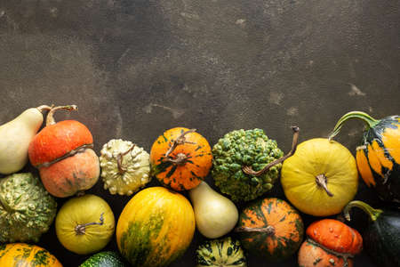 Decorative and edible pumpkins on a green background, top view, autumn background, copy spaceの写真素材