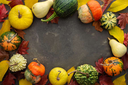 Decorative and edible pumpkin with fallen leaves of elm and maple on a green background, top view, autumn background, copy spaceの写真素材