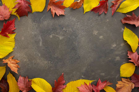 Autumn background, fallen leaves of elm and maple on a green background, top view, copy spaceの写真素材