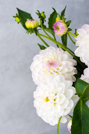 Beautiful autumn bouquet of spherical dahlias close-up on a gray wall backgroundの写真素材