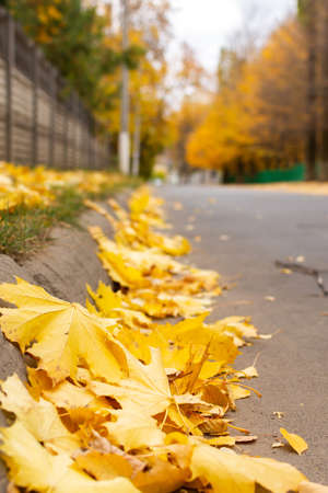 Autumn in the city, yellow fallen leaves lie along the border of the roadの写真素材