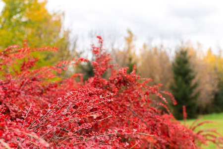 Red branches of cotoneaster in late autumn with berries close-upの写真素材