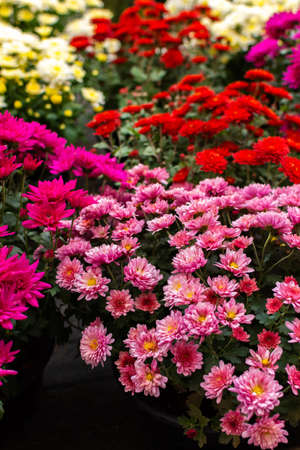 Bushes of colorful beautiful autumn flowers of chrysanthemums in pots in the garden near the houseの写真素材