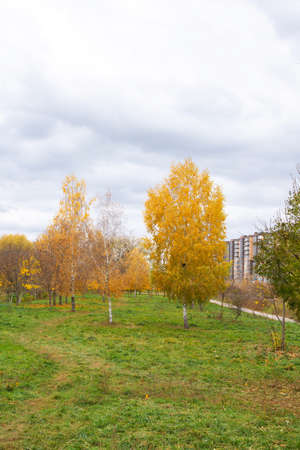 Walk in the autumn in the city park next to the river, the trees lose their yellow foliageの写真素材