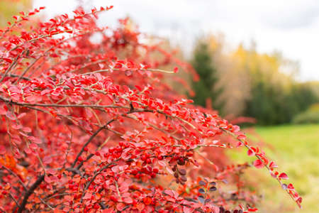 Red branches of cotoneaster in late autumn with berries close-upの写真素材