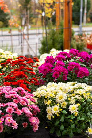 Bushes of colorful beautiful autumn flowers of chrysanthemums in pots in the garden near the houseの写真素材