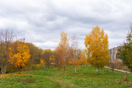 Walk in the autumn in the city park next to the river, the trees lose their yellow foliageの写真素材