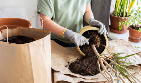 The process of transplanting an adult houseplant Dracaena Marginata into a larger clay pot, a woman transplants a flower, gardening as a hobbyの写真素材