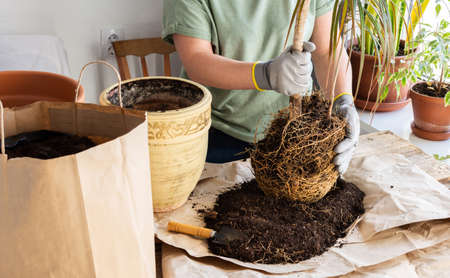 The process of transplanting an adult houseplant Dracaena Marginata into a larger clay pot, a woman transplants a flower, gardening as a hobbyの写真素材