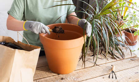 The process of transplanting an adult houseplant Dracaena Marginata into a larger clay pot, a woman transplants a flower, gardening as a hobbyの写真素材