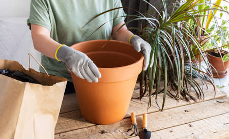 The process of transplanting an adult houseplant Dracaena Marginata into a larger clay pot, a woman transplants a flower, gardening as a hobbyの写真素材