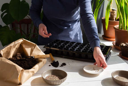 Plastic form for planting seeds on wooden background, paper bag with ground and garden trowel and rakes, tomato and radish seeds , a woman is planting seedlings at homeの写真素材
