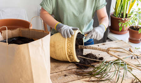 The process of transplanting an adult houseplant Dracaena Marginata into a larger clay pot, a woman transplants a flower, gardening as a hobbyの写真素材