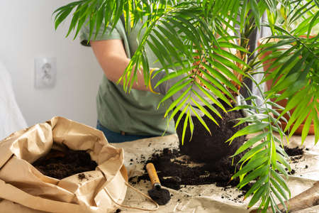 The process of transplanting an adult houseplant Chamaedorea into a larger clay pot, a woman transplants a flower, gardening as a hobbyの写真素材