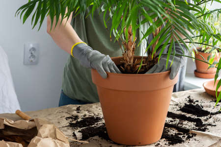 The process of transplanting an adult houseplant Chamaedorea into a larger clay pot, a woman transplants a flower, gardening as a hobbyの写真素材