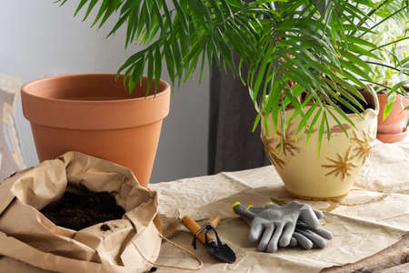 The process of transplanting an adult Chamaedorea plant into a larger clay pot, gardening as a hobbyの写真素材