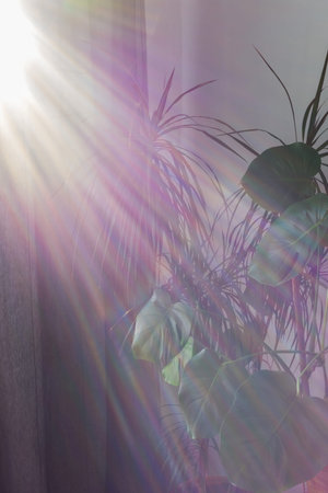 The unity of nature and people, home green plants in the corner of the room near the window, the...