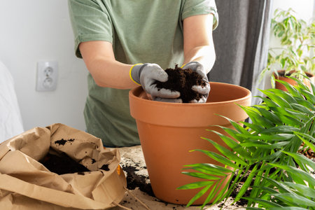 The process of transplanting an adult houseplant Chamaedorea into a larger clay pot, a woman transplants a flower, gardening as a hobbyの写真素材