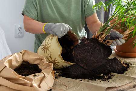 The process of transplanting an adult houseplant Chamaedorea into a larger clay pot, a woman transplants a flower, gardening as a hobbyの写真素材