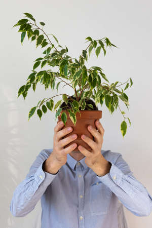 A man holds in front of him an indoor flower Ficus Benjamin Kinke, the plant covers his face, human depersonalization trendの写真素材