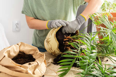 The process of transplanting an adult houseplant Chamaedorea into a larger clay pot, a woman transplants a flower, gardening as a hobbyの写真素材