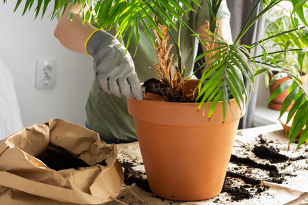 The process of transplanting an adult houseplant Chamaedorea into a larger clay pot, a woman transplants a flower, gardening as a hobbyの写真素材