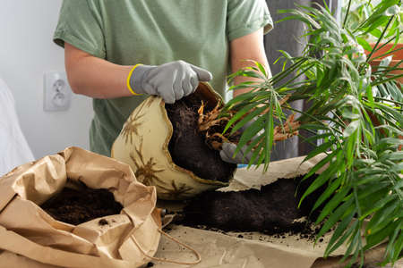 The process of transplanting an adult houseplant Chamaedorea into a larger clay pot, a woman transplants a flower, gardening as a hobbyの写真素材
