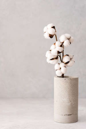 Branch of cotton in a concrete vase on a gray backgroundの写真素材