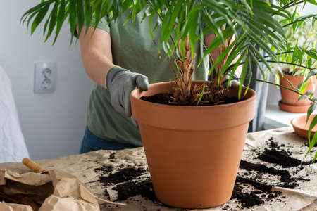 The process of transplanting an adult houseplant Chamaedorea into a larger clay pot, a woman transplants a flower, gardening as a hobbyの写真素材