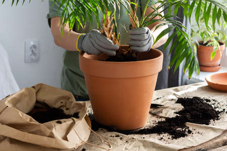 The process of transplanting an adult houseplant Chamaedorea into a larger clay pot, a woman transplants a flower, gardening as a hobbyの写真素材