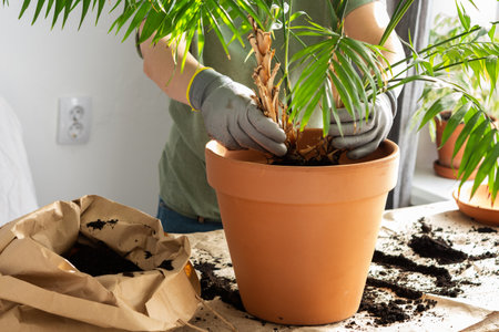 The process of transplanting an adult houseplant Chamaedorea into a larger clay pot, a woman transplants a flower, gardening as a hobbyの写真素材