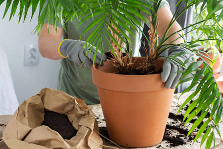 The process of transplanting an adult houseplant Chamaedorea into a larger clay pot, a woman transplants a flower, gardening as a hobbyの写真素材