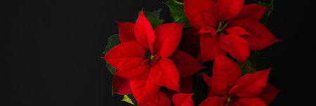 Beautiful Christmas flower banner, Poinsettia close-up on a black backgroundの写真素材