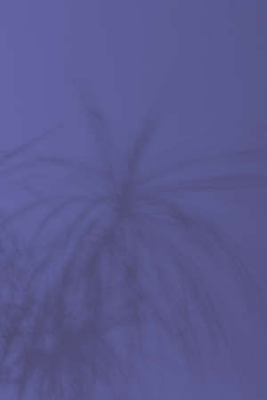 The shadow on the wall from the houseplant flower Dracaena in the trend color of the 2022 year Very Periの写真素材