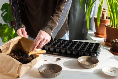 Plastic form for planting seeds on wooden background, paper bag with ground and garden trowel and rakes, tomato and radish seeds , a man is planting seedlings at homeの写真素材