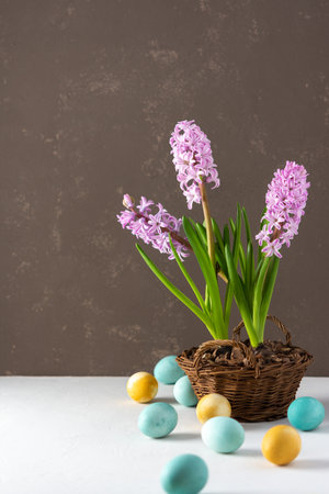 Beautiful pink hyacinths in a wicker basket and blue and yellow painted Easter eggs on a gray background, Happy Easter holidayの写真素材