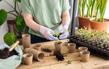 Young green seedlings of tomato in a special plastic form on a wooden background , woman gardener transplanting seedlings, pricking out in eco friendly potsの写真素材