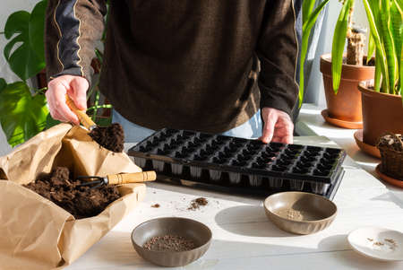 Plastic form for planting seeds on wooden background, paper bag with ground and garden trowel and rakes, tomato and radish seeds, a man is planting seedlings at homeの写真素材
