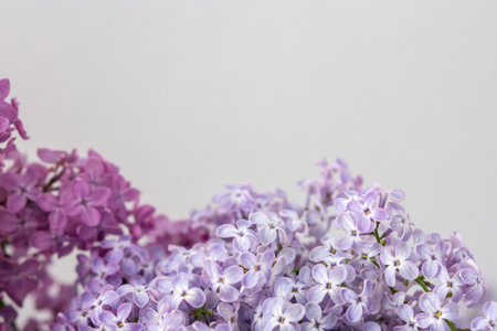 Fresh beautiful bouquet of lilac close upの写真素材